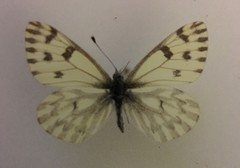 Pontia sisymbrii