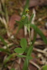 Trifolium spadiceum