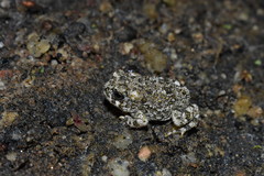 Anaxyrus californicus