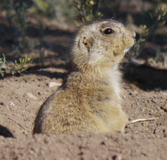 Cynomys gunnisoni