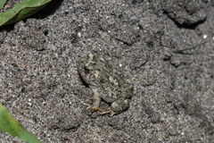 Anaxyrus californicus