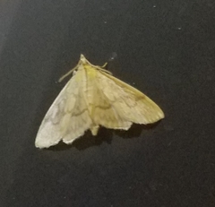 Crocidophora serratissimalis