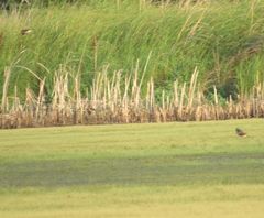 Petrochelidon pyrrhonota