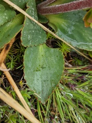 Micranthes occidentalis