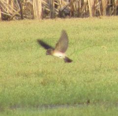 Petrochelidon pyrrhonota