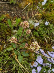 Micranthes occidentalis
