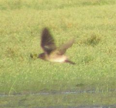 Petrochelidon pyrrhonota