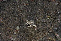 Anaxyrus californicus