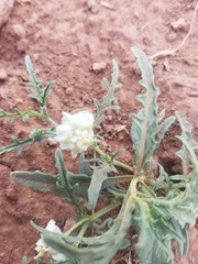 Chamaesaracha coronopus