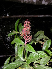 Palicourea triphylla image