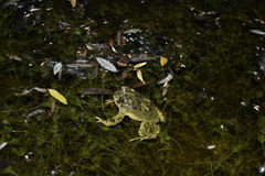 Anaxyrus californicus