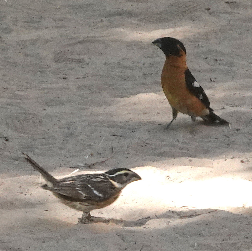 Rocky Mountain Black-headed Grosbeak