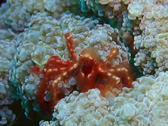 Achaeus japonicus