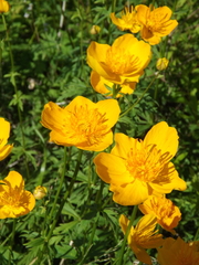 Trollius chinensis