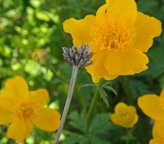Trollius chinensis