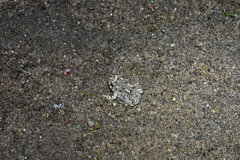 Anaxyrus californicus