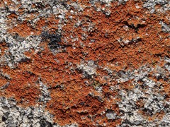 Rufoplaca arenaria
