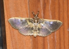 Apilocrocis brumalis