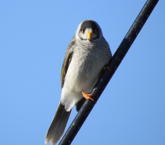 Noisy Miner photo 1