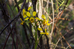 Diuris nigromontana