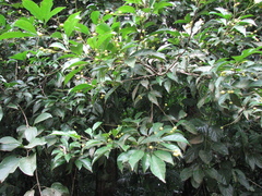 Allophylus camptostachys