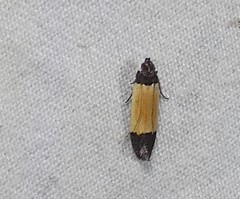 Anacampsis coverdalella