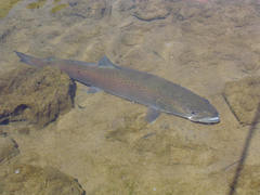 Danube Salmon photo 5