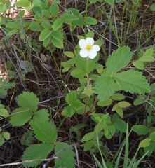 Fragaria orientalis