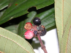 Miconia simplex