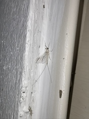 Maccaffertium terminatum terminatum