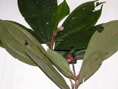 Miconia simplex