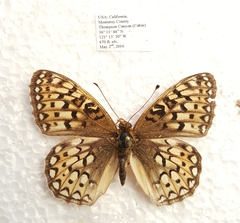 Speyeria callippe comstocki