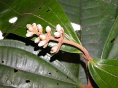 Miconia simplex