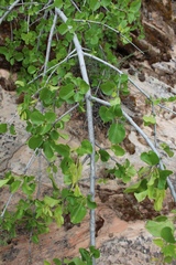 Fraxinus anomala