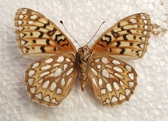 Speyeria callippe comstocki
