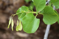 Fraxinus anomala