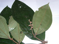 Miconia simplex