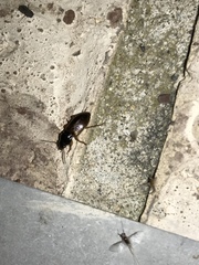 Anisodactylus sanctaecrucis