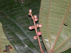 Miconia simplex