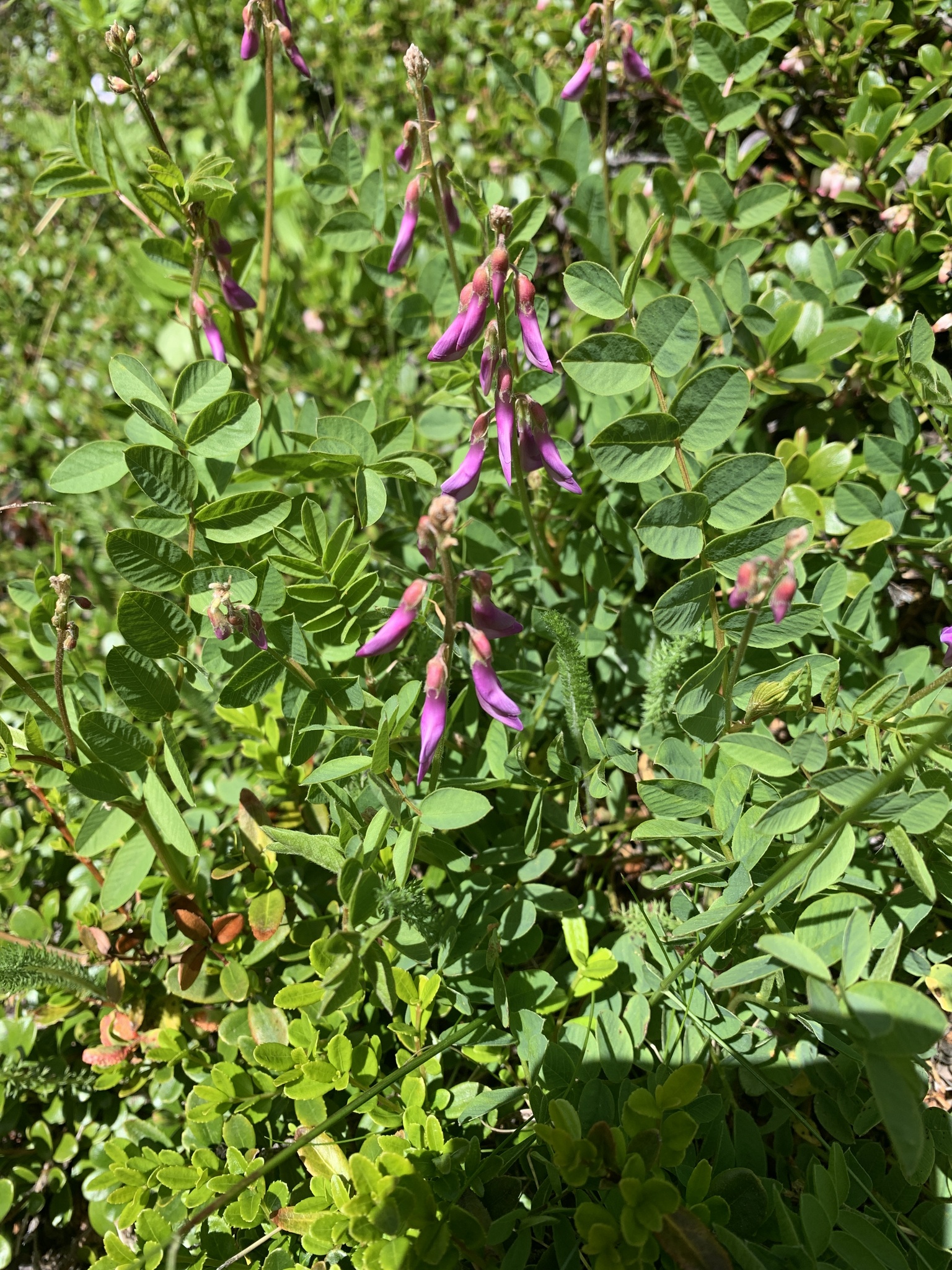 Hedysarum occidentale var. occidentale