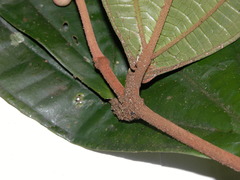 Miconia simplex