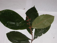 Miconia simplex