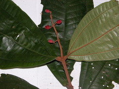 Miconia simplex