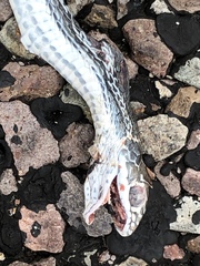 Masticophis taeniatus