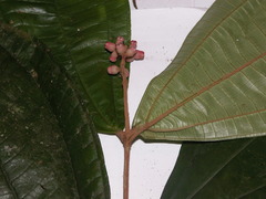 Miconia simplex
