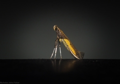 Caloptilia azaleella