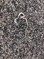 Masticophis taeniatus