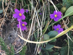Primula angustifolia