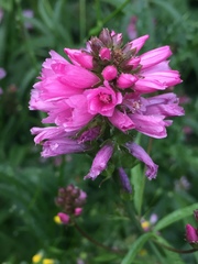 Sidalcea campestris