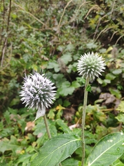 Echinops davuricus